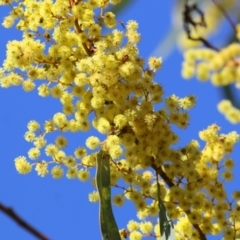 Acacia rubida at Wodonga, VIC - 21 Aug 2021