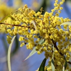 Acacia rubida at Wodonga, VIC - 21 Aug 2021