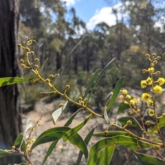 Acacia rubida (Red-stemmed Wattle, Red-leaved Wattle) at Currawang, NSW - 21 Aug 2021 by camcols