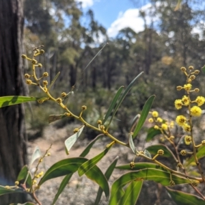 Acacia rubida at Currawang, NSW - 21 Aug 2021