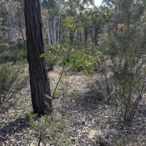 Acacia rubida at Currawang, NSW - suppressed