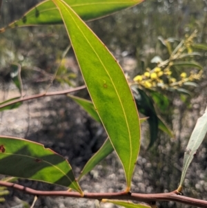 Acacia rubida at Currawang, NSW - 21 Aug 2021