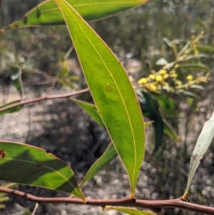 Acacia rubida at Currawang, NSW - suppressed