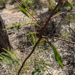 Acacia rubida at Currawang, NSW - 21 Aug 2021