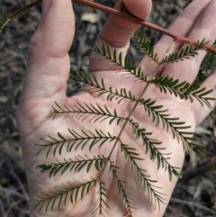 Acacia rubida at Currawang, NSW - suppressed