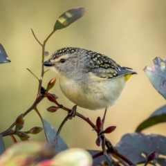 Pardalotus punctatus (Spotted Pardalote) at Mount Ainslie - 30 Jul 2021 by trevsci