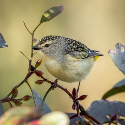 Pardalotus punctatus (Spotted Pardalote) at Mount Ainslie - 30 Jul 2021 by trevsci