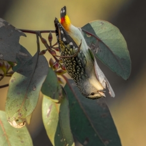 Pardalotus punctatus at Majura, ACT - 30 Jul 2021