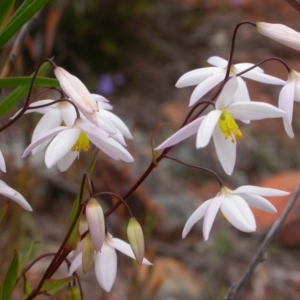 Stypandra glauca at Majura, ACT - 22 Sep 2013