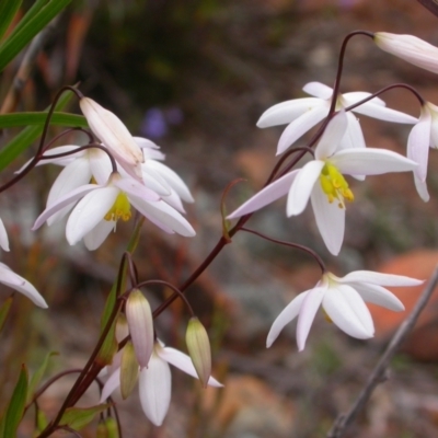 Stypandra glauca (Nodding Blue Lily) at Mount Ainslie - 22 Sep 2013 by waltraud