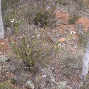 Stypandra glauca at Majura, ACT - 22 Sep 2013