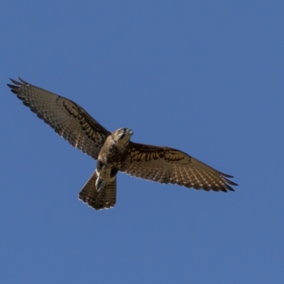 Falco berigora (Brown Falcon) at Majura, ACT - 18 Aug 2021 by trevsci