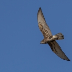 Falco berigora at Majura, ACT - 18 Aug 2021 12:47 PM