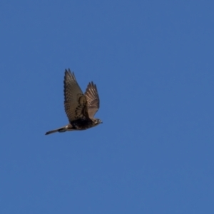 Falco berigora at Majura, ACT - 18 Aug 2021