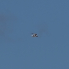 Elanus axillaris (Black-shouldered Kite) at Mount Ainslie - 15 Aug 2021 by trevsci