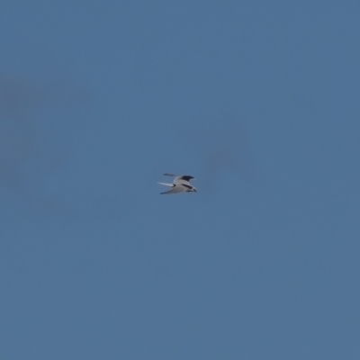 Elanus axillaris (Black-shouldered Kite) at Mount Ainslie - 15 Aug 2021 by trevsci