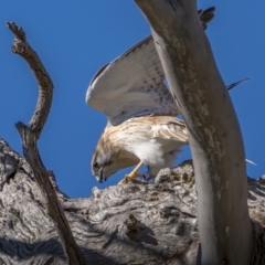 Falco cenchroides (Nankeen Kestrel) at Mount Ainslie - 15 Aug 2021 by trevsci