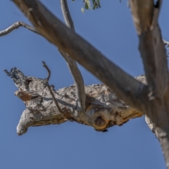 Falco cenchroides at Majura, ACT - 15 Aug 2021 01:21 PM