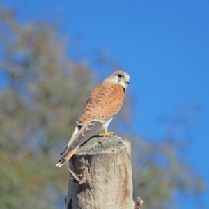 Falco cenchroides at Holt, ACT - 21 Aug 2021 10:28 AM