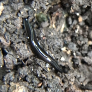 Parakontikia ventrolineata at Garran, ACT - suppressed