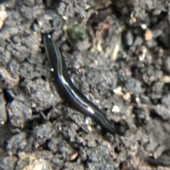 Parakontikia ventrolineata (Stripe-bellied flatworm) at Garran, ACT - 14 Aug 2021 by Tapirlord
