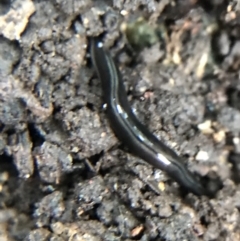 Parakontikia ventrolineata at Garran, ACT - suppressed