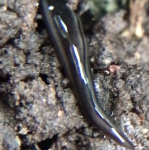 Parakontikia ventrolineata at Garran, ACT - suppressed