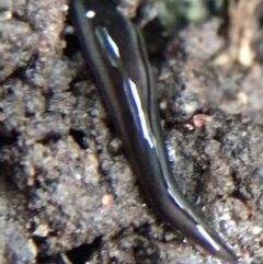 Parakontikia ventrolineata at Garran, ACT - 14 Aug 2021