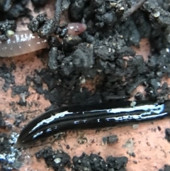 Parakontikia ventrolineata (Stripe-bellied flatworm) at Garran, ACT - 14 Aug 2021 by Tapirlord