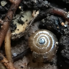 Zonitoides arboreus at Garran, ACT - 14 Aug 2021