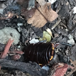 Platyzosteria similis at Garran, ACT - suppressed