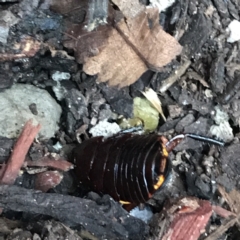 Platyzosteria similis at Garran, ACT - suppressed