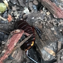 Platyzosteria similis at Garran, ACT - suppressed