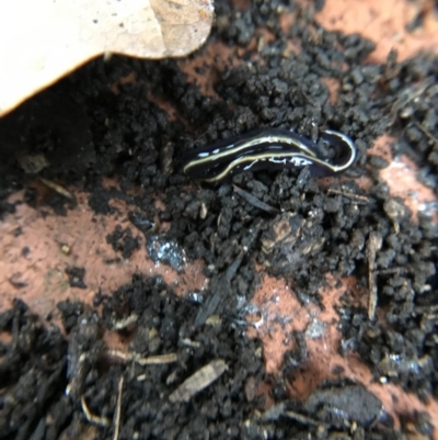 Caenoplana coerulea (Blue Planarian, Blue Garden Flatworm) at Garran, ACT - 14 Aug 2021 by Tapirlord