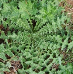 Carduus nutans (Nodding Thistle) at Isaacs Ridge and Nearby - 21 Aug 2021 by Mike