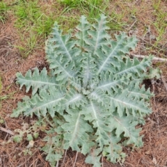 Onopordum acanthium (Scotch Thistle) at Isaacs Ridge and Nearby - 21 Aug 2021 by Mike