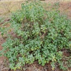 Marrubium vulgare (Horehound) at Isaacs Ridge and Nearby - 21 Aug 2021 by Mike