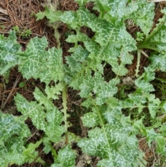 Silybum marianum (Variegated Thistle) at Isaacs Ridge and Nearby - 21 Aug 2021 by Mike
