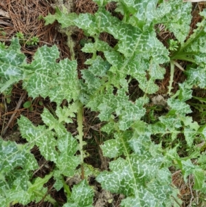 Silybum marianum at Jerrabomberra, ACT - 21 Aug 2021 02:43 PM