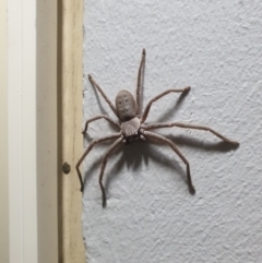 Isopeda (genus) (Huntsman Spider) at Mollymook Beach, NSW - 1 Jan 2021 by LD12