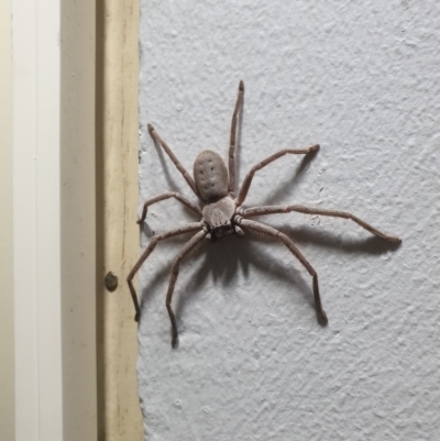 Unidentified Huntsman spider (Sparassidae) at Mollymook Beach, NSW - 31 Dec 2020 by LD12