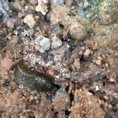 Limacus flavus (Yellow Cellar Slug) at Garran, ACT - 14 Aug 2021 by Tapirlord