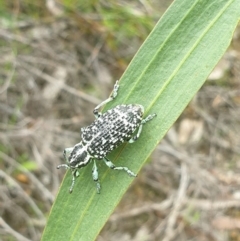 Chrysolopus spectabilis (Botany Bay Weevil) at Leura, NSW - 9 Jan 2021 by LD12