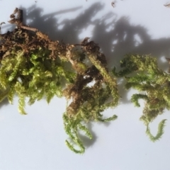 Unidentified Moss / Liverwort / Hornwort at Gundaroo, NSW - 20 Aug 2021 by Gunyijan