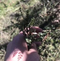 Indigofera adesmiifolia (Tick Indigo) at Red Hill Nature Reserve - 15 Aug 2021 by Tapirlord