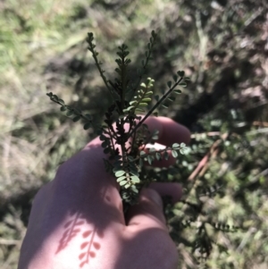 Indigofera adesmiifolia at Deakin, ACT - 15 Aug 2021