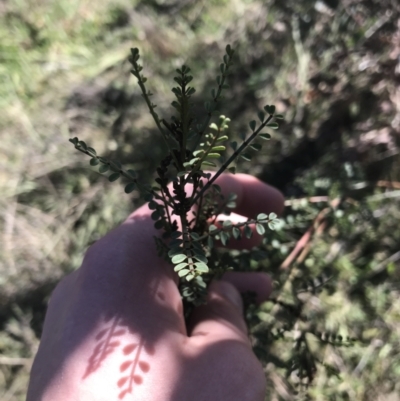 Indigofera adesmiifolia (Tick Indigo) at Deakin, ACT - 15 Aug 2021 by Tapirlord
