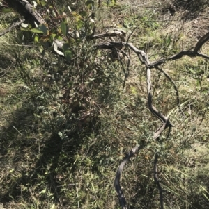 Indigofera adesmiifolia at Deakin, ACT - 15 Aug 2021 11:12 AM