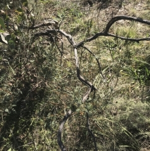 Indigofera adesmiifolia at Deakin, ACT - 15 Aug 2021