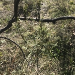 Indigofera adesmiifolia at Deakin, ACT - 15 Aug 2021 11:12 AM